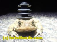 /home//u458753944/public_html/sourcegallery////////Roxborough Toad Detour/2024/2024-03-15/P3151339.JPG